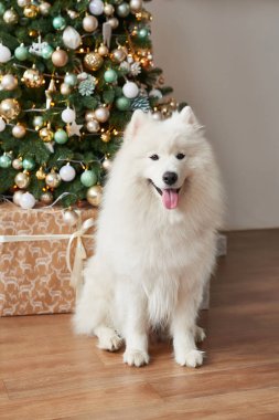 Yeni yıl arka plan üzerinde beyaz bir köpek doğurmak samoyed
