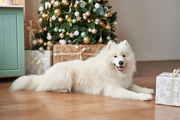 Bílý Pes Plemene Samojed Nový Rok Pozadí — Stock fotografie