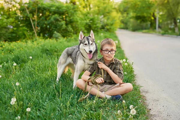 허스키 강아지와 여름에 — 스톡 사진