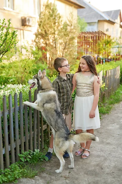 Chlapec Dívka Pes Husky Chodí Příroda Létě — Stock fotografie