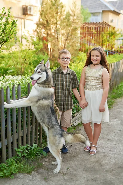 Chlapec Dívka Pes Husky Chodí Příroda Létě — Stock fotografie