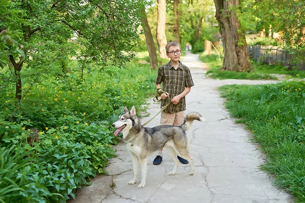 Junge Geht Sommer Mit Hund Husky Der Natur Spazieren — Stockfoto
