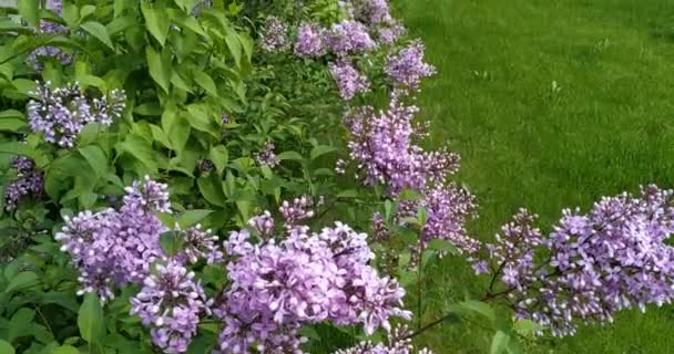 Vidéo Lilas Sur Fond Herbe Verte — Video