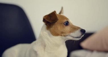 Jack Russell köpek evde hafif bir arka plan üzerinde oturur