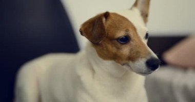 Jack Russell köpek evde hafif bir arka plan üzerinde oturur