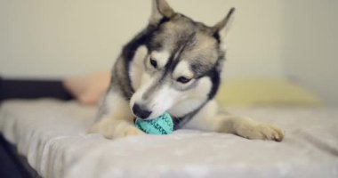 Husky köpek yatakta topu ile oynuyor