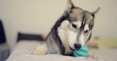 Husky köpek yatakta topu ile oynuyor