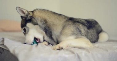 Husky köpek yatakta topu ile oynuyor