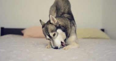Husky köpek yatakta topu ile oynuyor