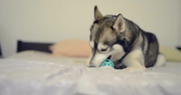 Husky Perro Jugando Con Pelota Cama — Vídeo de stock