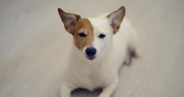 Jack Russell Hund Sitzt Hause Auf Einem Hellen Hintergrund — Stockvideo