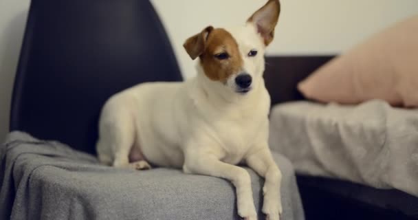 Τζακ Ράσελ Σκύλος Κάθεται Στο Σπίτι Ένα Ελαφρύ Φόντο — Αρχείο Βίντεο