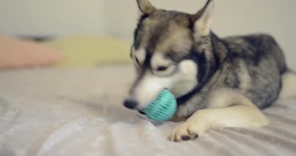 Husky Köpek Yatakta Topu Ile Oynuyor — Stok video