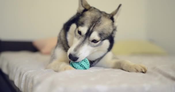 Husky Köpek Yatakta Topu Ile Oynuyor — Stok video