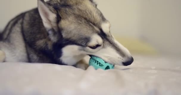 ベッドの上でボールで遊ぶハスキー犬 — ストック動画