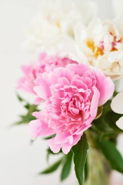 beyaz bir arka plan üzerinde bir vazo içinde şakayıklar