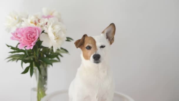 罗素猎犬狗与牡丹坐在白色背景 — 图库视频影像