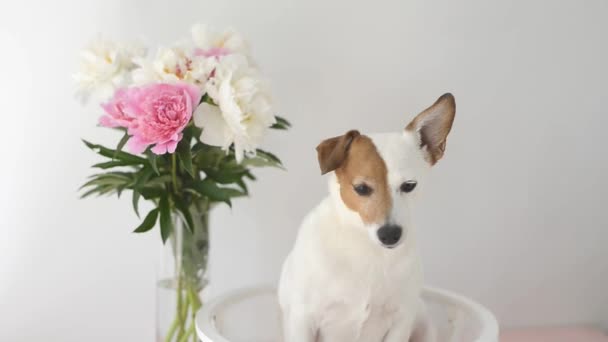 Jack Russell Terrier Cane Con Peonie Seduto Uno Sfondo Bianco — Video Stock