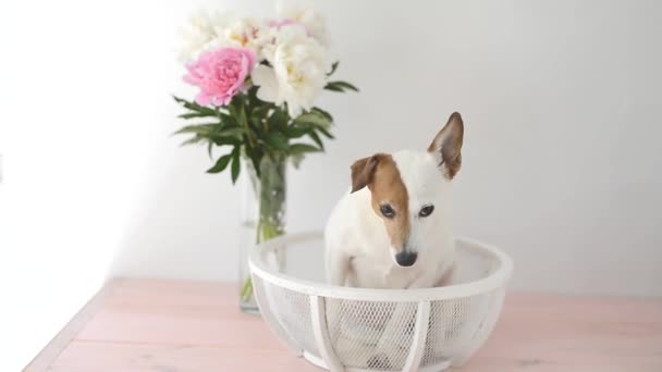 Jack Russell Terrier Cane Con Peonie Seduto Uno Sfondo Bianco — Video Stock