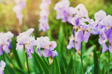 Gün batımında ilkbaharda Iris çiçek bahçesi