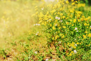 Yaz aylarında günbatımı yaban çiçekleri arka plan