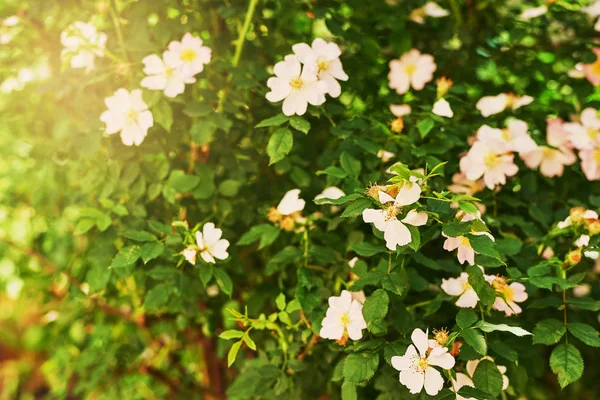 Első Kert Virágzó Bokor Nyáron Naplementekor — Stock Fotó