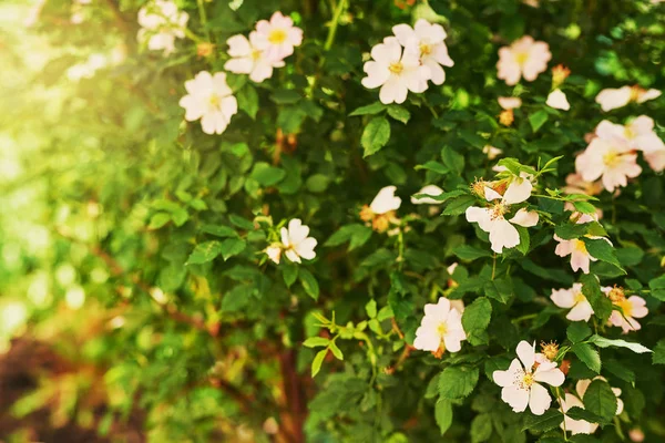 Első Kert Virágzó Bokor Nyáron Naplementekor — Stock Fotó