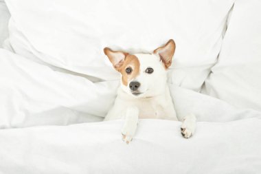 Jack Russell köpek beyaz bir yatakta yatıyor