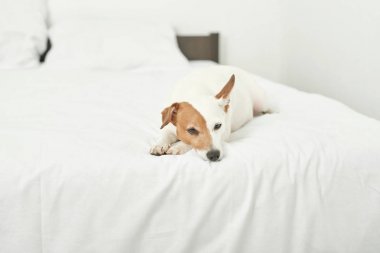 Jack Russell köpek beyaz bir yatakta yatıyor