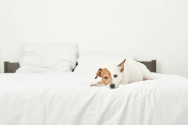 Jack Russell köpek beyaz bir yatakta yatıyor