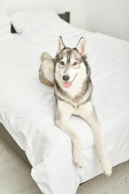Husky köpek evde beyaz bir yatakta yatıyor