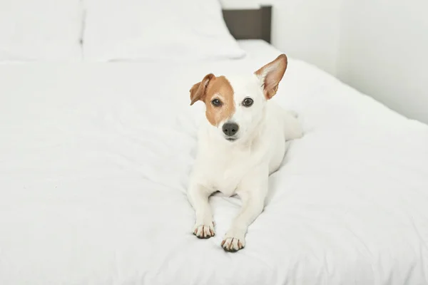 Jack Russell Dog Ligger Vit Säng — Stockfoto