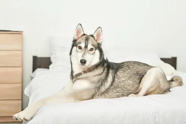 Husky Köpek Evde Beyaz Bir Yatakta Yatıyor — Stok fotoğraf