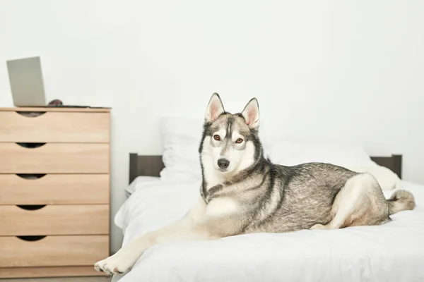 Husky Köpek Evde Beyaz Bir Yatakta Yatıyor — Stok fotoğraf