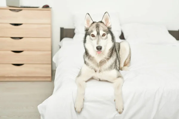Husky Köpek Evde Beyaz Bir Yatakta Yatıyor — Stok fotoğraf
