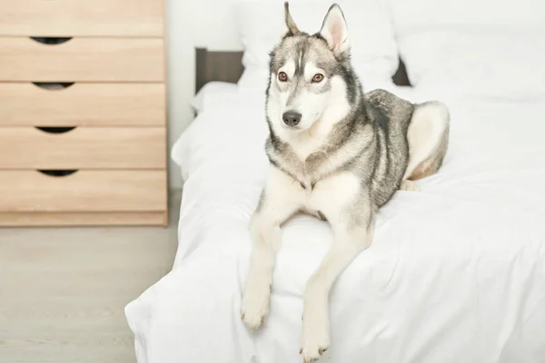 Husky Köpek Evde Beyaz Bir Yatakta Yatıyor — Stok fotoğraf