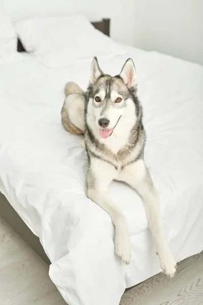 Husky dog lying on a white bed at home