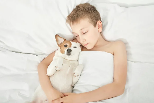 boy sleeping with dog jack russell on white bed at home