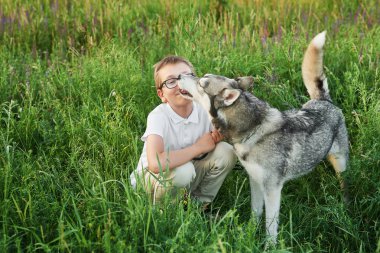  gün batımında yaz aylarında bir alanda köpek Husky ile çocuk çocuk