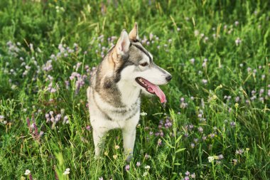 çim üzerinde bir alanda yaz aylarında Husky köpek