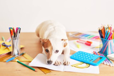 Köpek Jack Russell Terrier ve arkaplan malzemesi. Okul konseptine geri dönelim. Okul için eşyalar. Fotokopi alanı olan ofis masası. Düz yatıyordu. Eğitim ve okul konsepti. Kağıt kalemler, kalemler masaya.