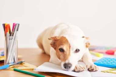 Köpek Jack Russell Terrier ve arkaplan malzemesi. Okul konseptine geri dönelim. Okul için eşyalar. Fotokopi alanı olan ofis masası. Düz yatıyordu. Eğitim ve okul konsepti. Kağıt kalemler, kalemler masaya.