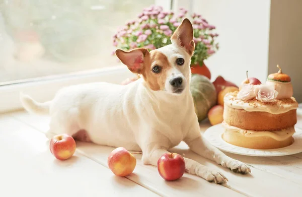 Şükran Günü, cadılar bayramı için kabak ve çiçek ile çıplak bir pasta ile köpek jack russell terrier