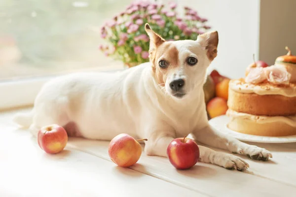 Hálaadással Kutya Jack Russell Terrier Egy Meztelen Torta Sütőtök Virágok — Stock Fotó