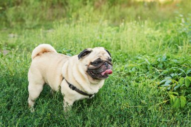 yaz aylarında çim üzerinde köpek pug