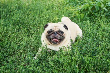 yaz aylarında çim üzerinde köpek pug