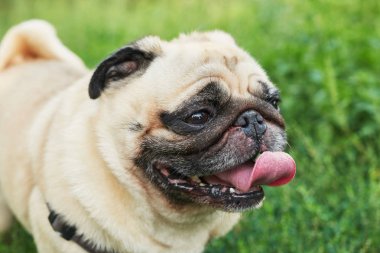 yaz aylarında çim üzerinde köpek pug