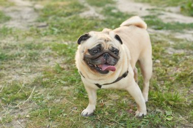 yaz aylarında çim üzerinde köpek pug