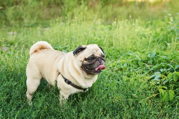 Cão Pug Grama Verão — Fotografia de Stock