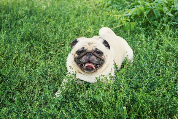 Hond Pug Het Gras Zomer — Stockfoto